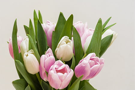 pink and white tulips flowers thumbnail