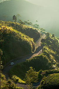 white car on road between trees thumbnail