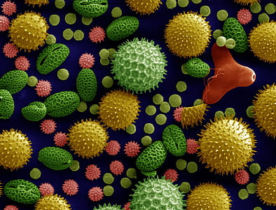 photo of cells thumbnail
