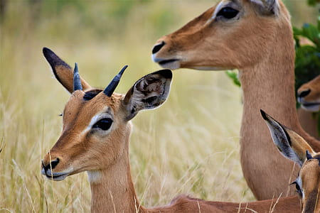 wildlife photography of gazelles thumbnail