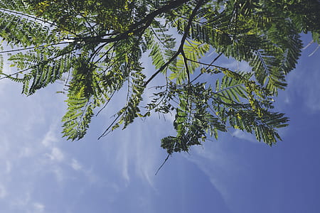 low angle photography of green leafed tree at daytime thumbnail