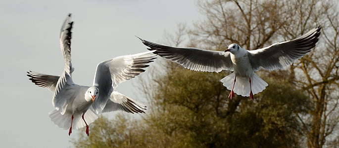 low angle photo of two seagulls flying under the sky thumbnail