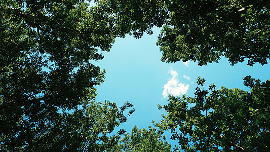 low-angle photography of tall green trees under clear blue sky thumbnail