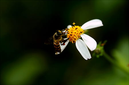 Macro Photography of Bee on White Petal Flower thumbnail