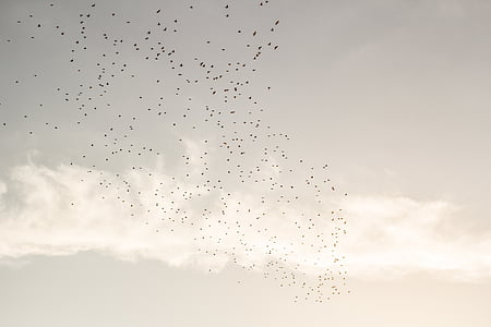 flock of birds formation during daytime thumbnail