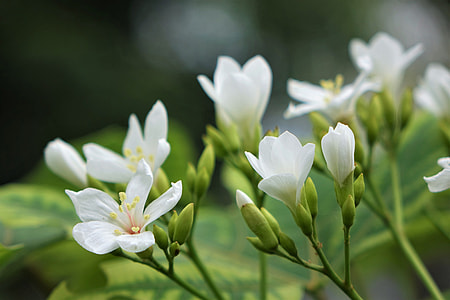 Tung Flowers, June Snow thumbnail