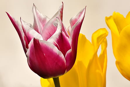 white and pink lily-flowered tulip thumbnail