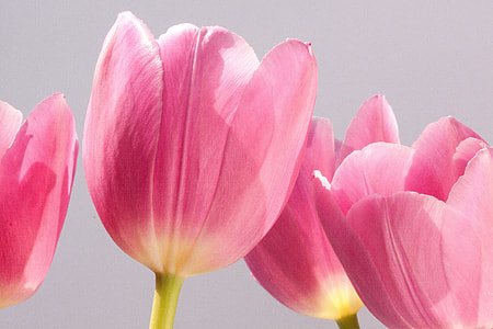 four pink flowers thumbnail