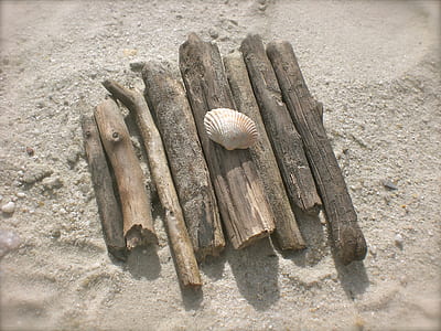 brown seashell on wooden log thumbnail