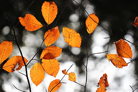 orange leaves selective-focus photography thumbnail