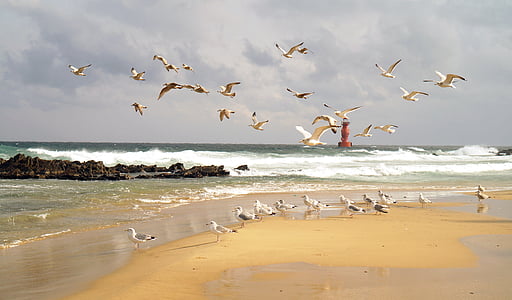 flock of gulls on beach during daytime thumbnail
