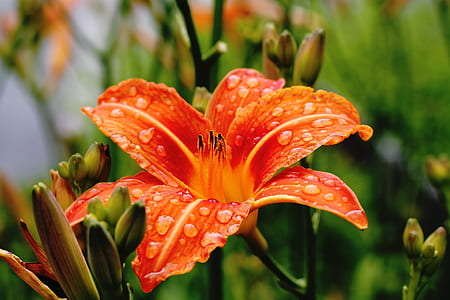 close-up photograph of orange daylily thumbnail