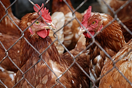 closeup photo of brown chickens thumbnail