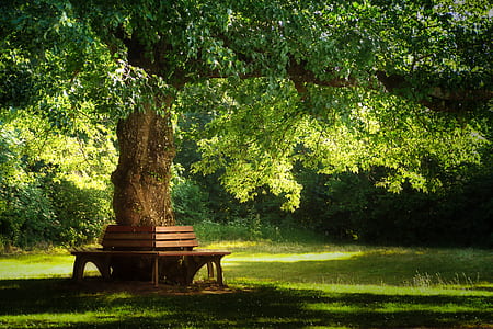 brown wooden bench thumbnail