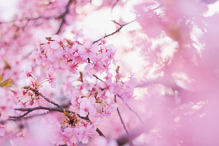 focus photo of pink petaled flower thumbnail