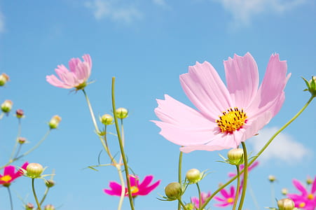 pink petaled flower thumbnail