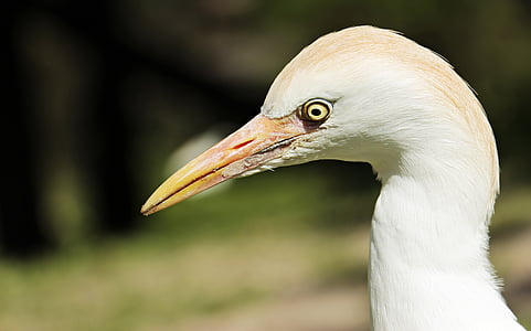 closeup photo of long beaked bird thumbnail
