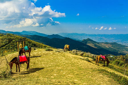 Four Brown Horses in Mountain Under Blue Skies thumbnail