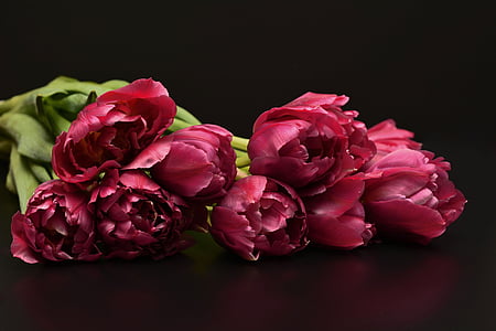 re petaled flowers close-up photography thumbnail