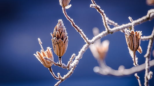 brown flowering plant thumbnail