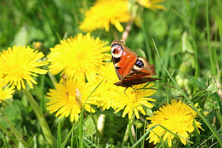 macro photography of orange peacock buttefly thumbnail