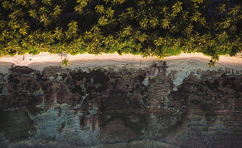 green trees thumbnail