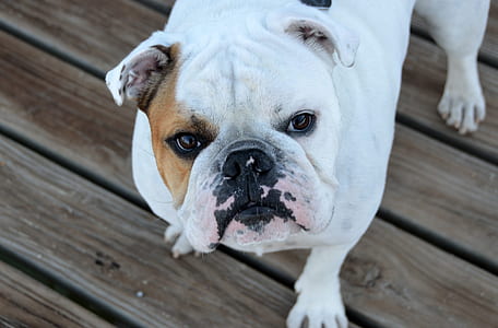 white and brown English bulldog thumbnail