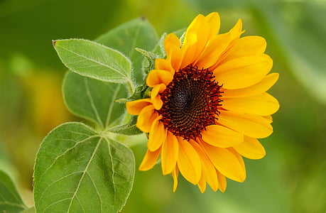 macro shot photography of sunflower thumbnail