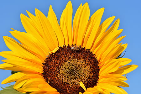 close up photo bee collecting nectar in sunflower thumbnail
