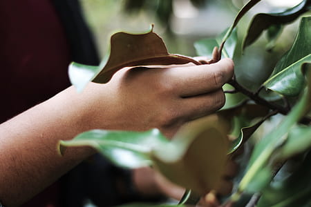 person holding leaves thumbnail