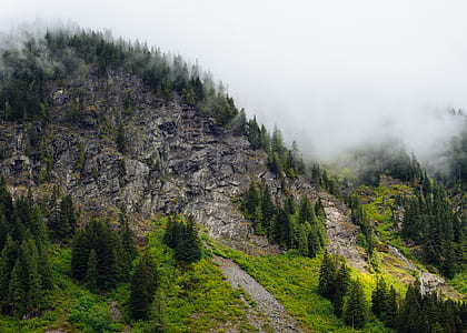 green trees with smoke thumbnail