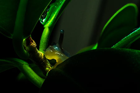 close, photography, green, leaf, plant, snail thumbnail
