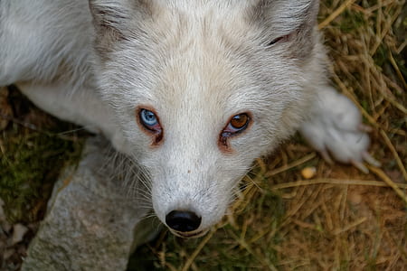 white and tan bi-eye Siberian husky puppy thumbnail