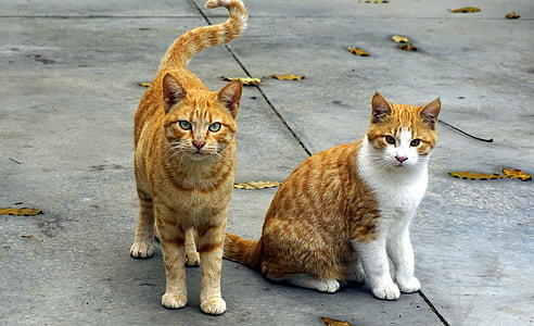 two orange tabby cats on the street thumbnail