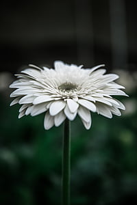 bloom, blossoms, close up, flora, flower thumbnail