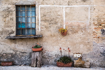 green leafed potted plant under the window thumbnail