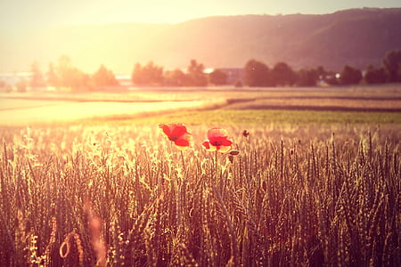 brown field photography during daytime thumbnail