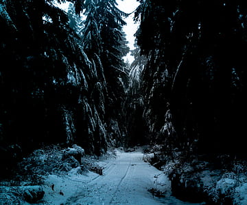 snowy forest trail thumbnail