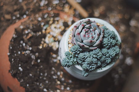 close-up photo of succulents thumbnail