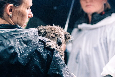 person carrying koala thumbnail
