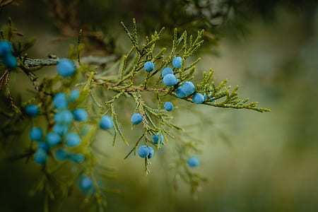 blue petaled flowers thumbnail