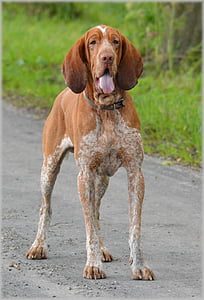 dog showing tongue thumbnail