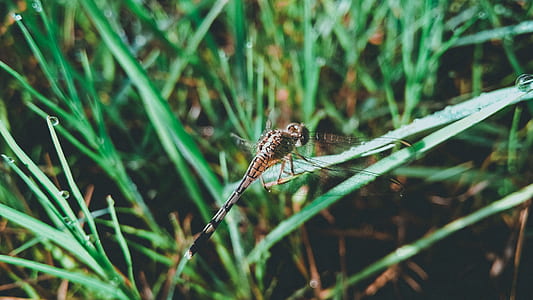 Dragonfly on Grass Leaf thumbnail
