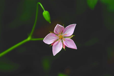 pink 5-petaled flower thumbnail