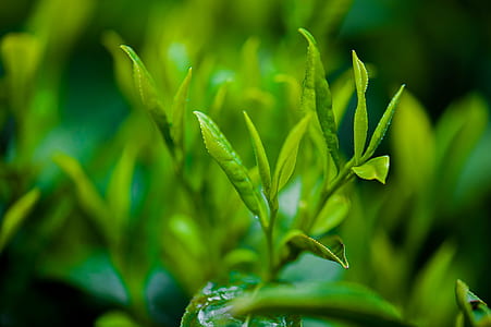 selective focus photo of green leafed plant thumbnail