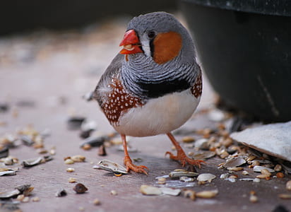 white and gray bird thumbnail