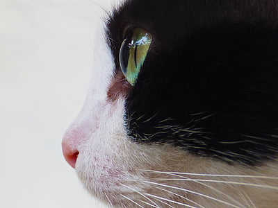short-coated white and black cat thumbnail