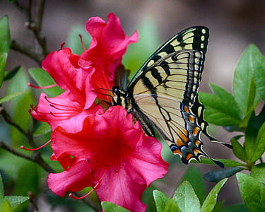 tiger swallowtail butterfly perched on pink flower thumbnail