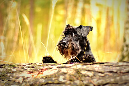 black and tan miniature schnauzer on field thumbnail