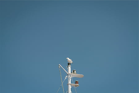 white bird perch on white tower at daytime thumbnail